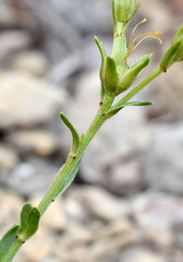 Linum pallasianum