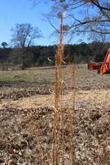 Andropogon virginicus virginicus