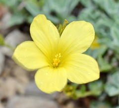 Linum pallasianum