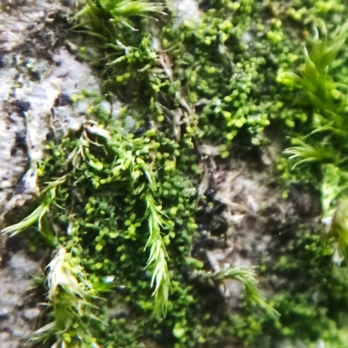 Myriocoleopsis minutissima
