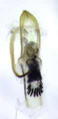 Hypurus bertrandi