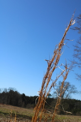 Andropogon virginicus virginicus