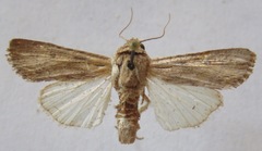 Spodoptera sunia