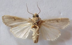 Spodoptera sunia