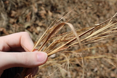 Andropogon virginicus virginicus