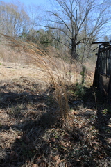Andropogon virginicus virginicus