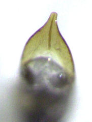 Hypurus bertrandi