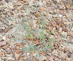 Astragalus oxyglottis