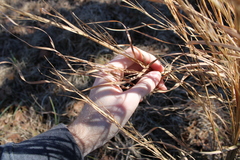 Andropogon virginicus virginicus