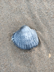 Acanthocardia aculeata