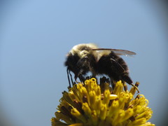 Bombus impatiens