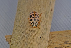 Anisosticta novemdecimpunctata