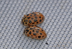 Anisosticta novemdecimpunctata