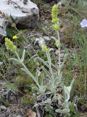 Sideritis catillaris