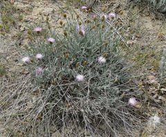 Psephellus trinervius