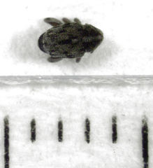 Hypurus bertrandi