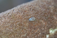 Anisosticta novemdecimpunctata