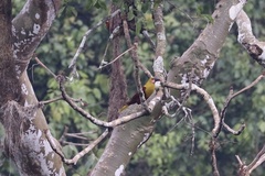 Psarocolius bifasciatus