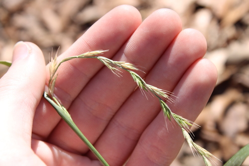 Lolium multiflorum