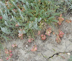 Astragalus suprapilosus