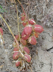 Astragalus suprapilosus
