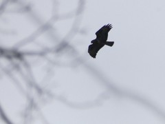 Buteo buteo