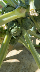 Brassica oleracea gemmifera