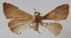 Alabama argillacea