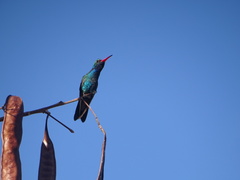 Cynanthus latirostris