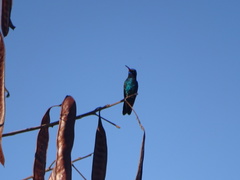 Cynanthus latirostris