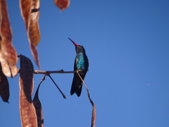 Cynanthus latirostris