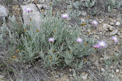 Psephellus trinervius