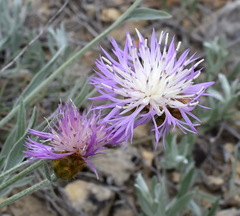 Psephellus trinervius