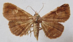 Noctuidae