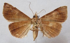 Noctuidae