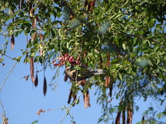 Melanerpes uropygialis