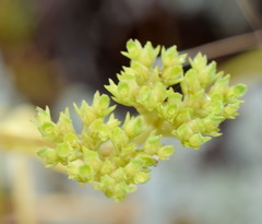 Valerianella muricata
