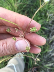 Limnosciadium pumilum