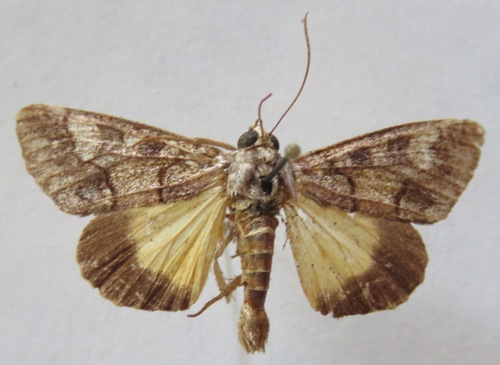 Neotuerta sabulosa