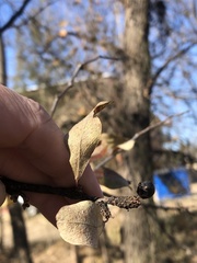 Sideroxylon lanuginosum