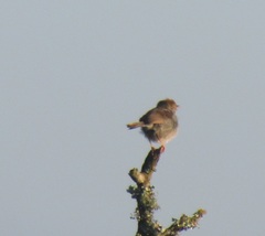 Cisticola fulvicapilla fulvicapilla