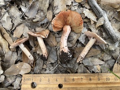 Inocybe roseifolia
