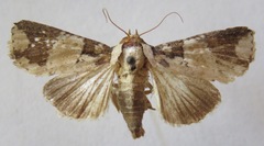 Condica cupentia