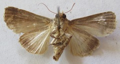 Condica cupentia