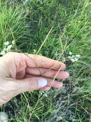 Limnosciadium pumilum