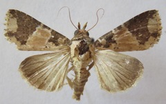 Condica cupentia