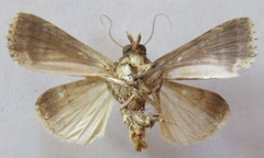 Condica cupentia