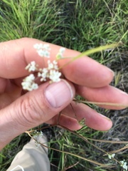 Limnosciadium pumilum