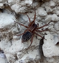 Lycosoides coarctata