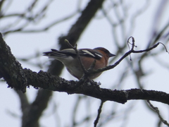 Fringilla coelebs